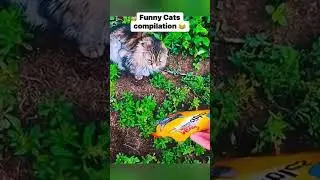 Funny cats №2 #funny #cats