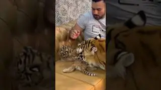 Tigress is trying to say, 