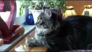 Acrobatic mouse falling several times - Cat watching