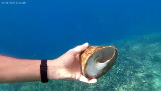 Adanson's slit shell - conchiglia di Adanson - Entemnotrochus adansonianus - www.intotheblue.it