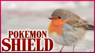 The Tiny Robin Pokemon