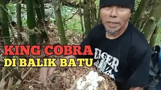 ULAR KING COBRA BERSEMBUNYI DI BALIK BATU BESAR