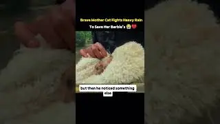 Brave Mother Cat Fights Heavy Rain to Save Her Babies! 😢🐱