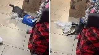 Kitten Opens Christmas Presents Early