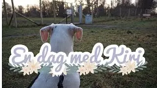 Valpmys i hundh&auml;gnet