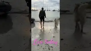 Boatlife with Ozzy! The sweet german shepherd dog &hearts;️ #sailingdog #sailboat #gsd