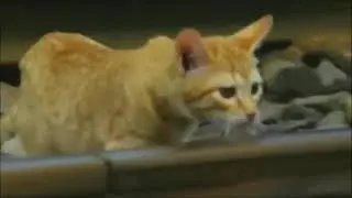 Teoria falopa: 