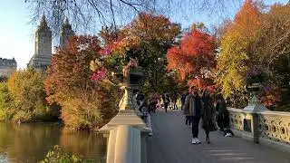 Autumn in New York - Central Park Walk - Golden Peak Colors in New York City - NYC Fall Nov 9, 2021.