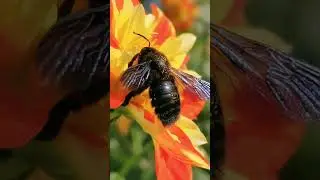 bees #beecatvibingchain #abeesuk