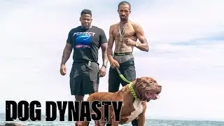 Meet Shadow – Hulk’s Personal Bodyguard | DOG DYNASTY