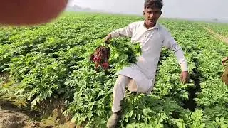 Visit to kopia NARC Islamabad. Shah Jahan Niazi zari Farm 3/8R Mian Channu . Variety Balatonia rozsa