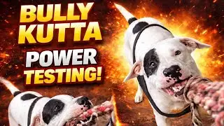 Bully Kutta Rope Grip Testing 😱 | Strongest Dog #Bully kutta