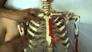 B2  a Cartilages costaux, articulations sterno chondrales et chondro costales