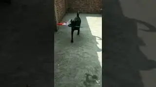 Rottweiler with his flag #rott #guard #like #share #subscribe