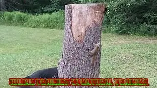 Human training Vs natural training