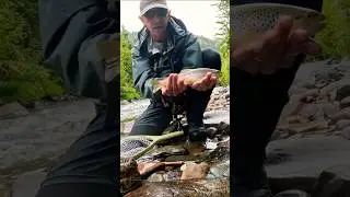 Brown trout takes control!