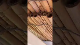 &Ccedil;atı deliklerine yuva yapmışlar😳⚠️