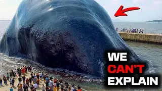 Australian Beach Closed Overnight After Massive Creature Wider Than Football Field Appeared In Surf!