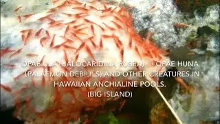 Millions of Shrimp, Hawaiian Opae ula in Big Island Hawaii Anchialine pools