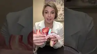 How Viagra Works