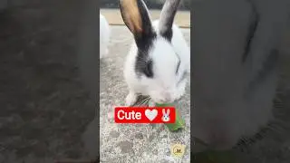 &ldquo;Soft & Fluffy Bunny Cuteness 🐇💗&rdquo; #shorts #mydreamybunny