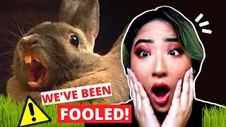 PET STORES ARE LYING TO YOU! 5 Rabbit Myths and Misconceptions.... Debunked!