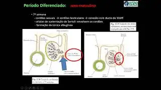 Desenvolvimento do Sistema Genital