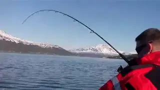 Sch&ouml;ner Dorsch / Balsfjord 2017