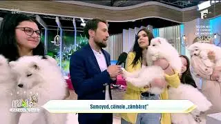 Cum se îngrijește corect un câine din rasa Samoyed