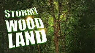 Stormy Woodland - Florida Landscape Photographer