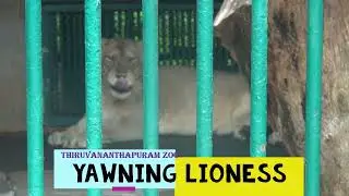 Lioness Yawning