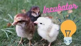 How To Make an Egg Incubator at Home || Bucket Incubator  || Eggs Hatched