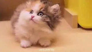 Cute kittens enjoying life and sharing happiness ♥