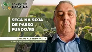 Soja se desenvolvia bem em Passo Fundo/RS, mas 15 dias sem chuvas já afeta as plantas