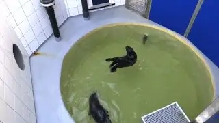 Endangered sea otters fly into France