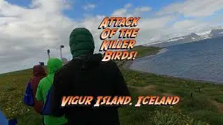 Vigur Island Attack of the Killer Birds!