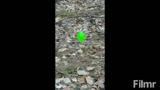 egg hunt pellet rifle