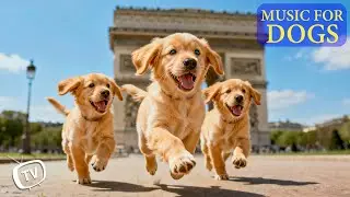 12 Hours Dog Calming Music 🐶 Stress Relief Music For Dogs ♬ Anti Anxiety Music for Dogs & Deep Sleep