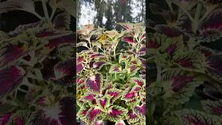 Колеус - звезда подоконника #колеус #flowers #комнатныерастения