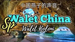 Sp.Walet China ~ Walet Koloni || Sp. ກືນຈີນ ~ Swallow Colony