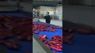 Мурка линия очистки сладкого картофеля Sweet potato cleaning processing line pilam.ru