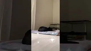 Смешновости 61 - для спокойного дня 🥰 #истории #история #новости #новость #shorts