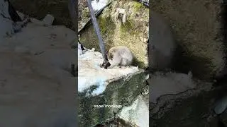 Jigokudani Snow Monkey Park in Nagano, Japan 