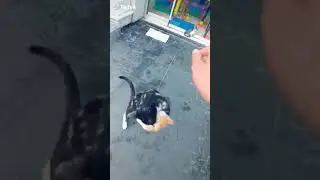 Malum anne yavrusuna kıyamaz
