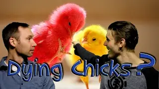 Coloring Baby Chicks For Easter