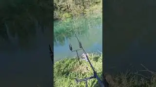 in sessione anche oggi #carpfishing #fishing #carp