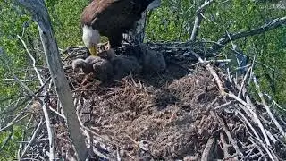 #baldeagle S05#139 Review birds life in their nest #birdsnest #birdsounds #birdslovers