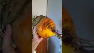 Вырастила громадину!