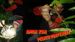 aman kan tawon pesfa di hutan angker