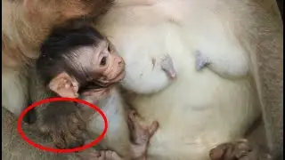 So pity Lucas Baby monkey Got sick and Hurt Tara Monkey , Leyla Monkey so sad